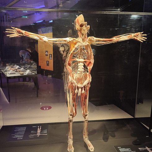 Уникальная анатомическая выставка "Мир Тела"
