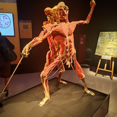 Уникальная анатомическая выставка "Мир Тела"